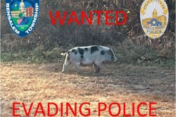 Pennsylvania police pursue persistent pig pedestrian